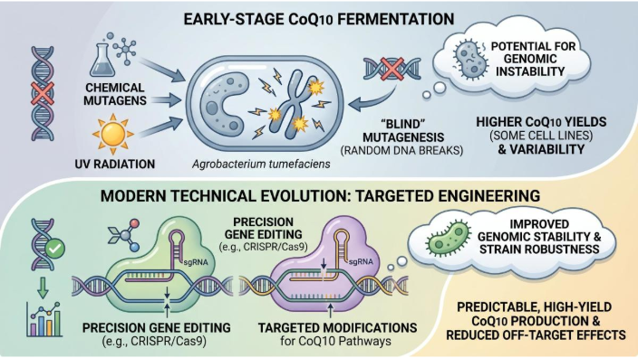 Decoding Metabolic Hub Redirecting Mevalonate Pathway Co Q10