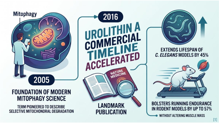 Urolithin A for Mitophagy Academic Roots & Evolution