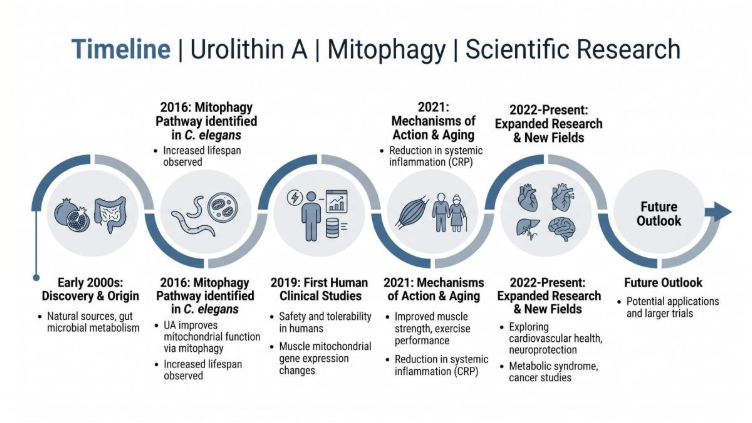 Timeline of Urolithin A's  Mitophagy Science